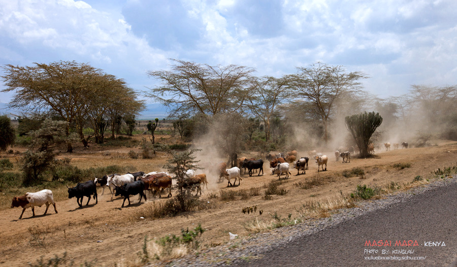 2020肯尼亚动物大迁徙时间，2020肯尼亚动物大迁徙是什么时候