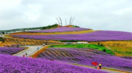 桐梓黔北花海门票