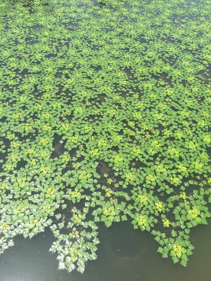 菱角叶子,在水中一大片,深深浅浅的绿色,锯齿状的叶缘,组成了图片