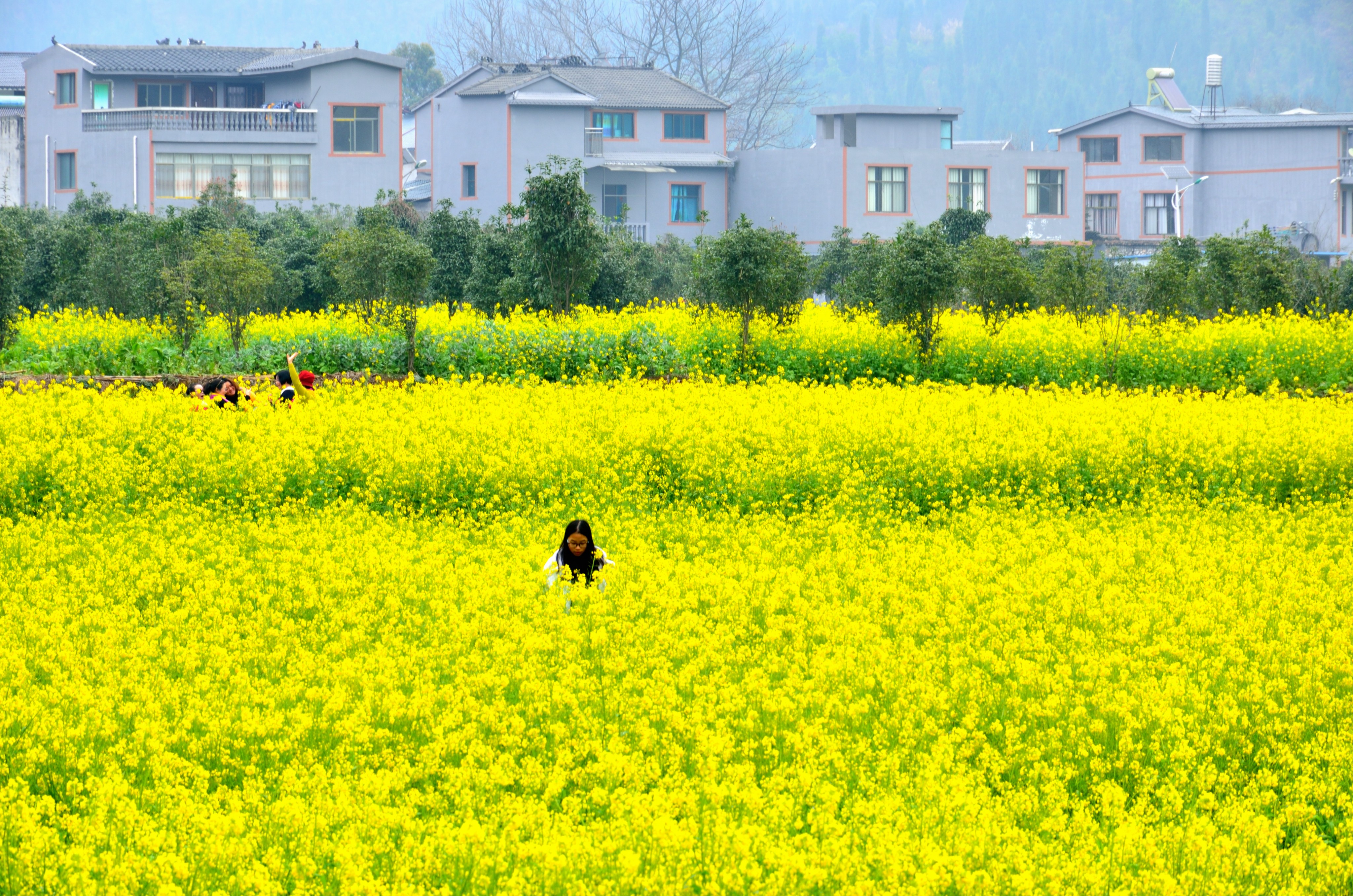 贵阳哪里有大片油菜花看