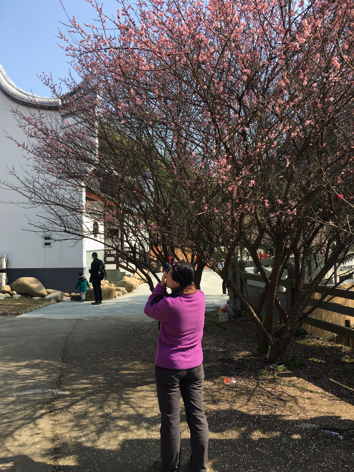 福州林阳寺梅花错过等一年