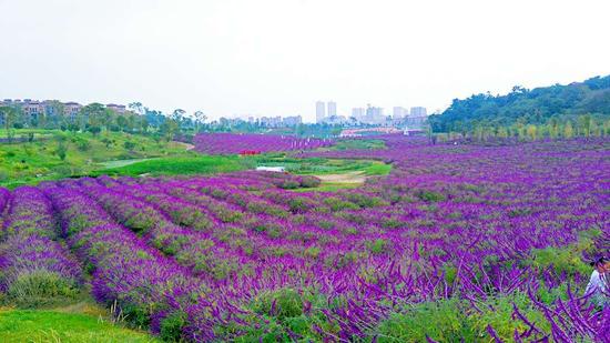 曲靖金麟湾爱情小镇花海票 养生泡脚体验(成人票)