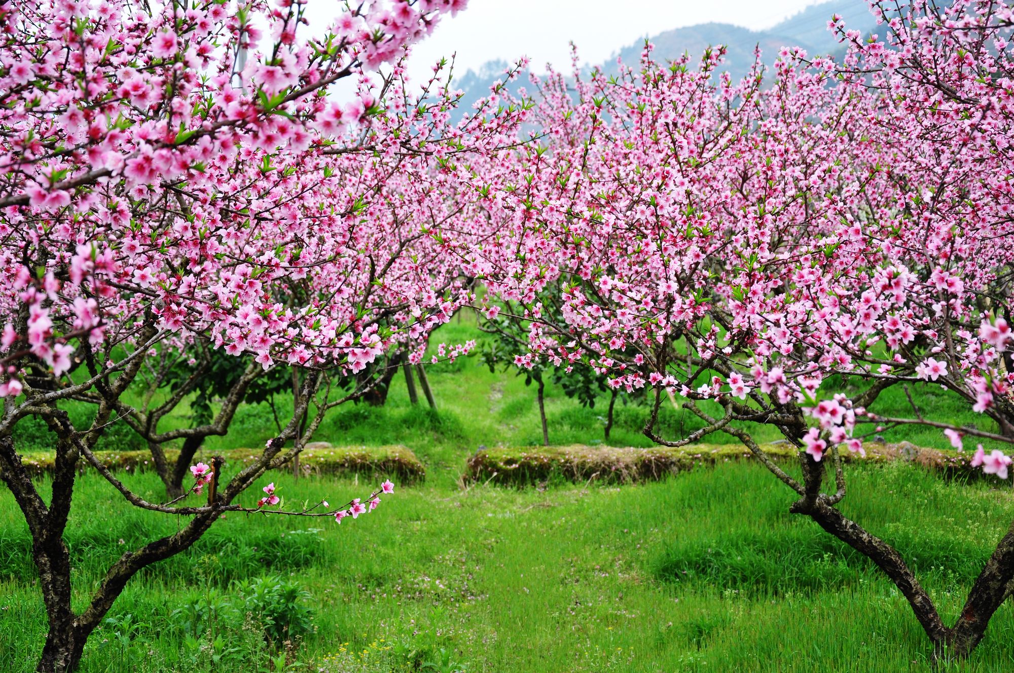 【桃花季】深圳/东莞出发 乐昌九峰桃花 乡村农家花海 南华寺 乡村