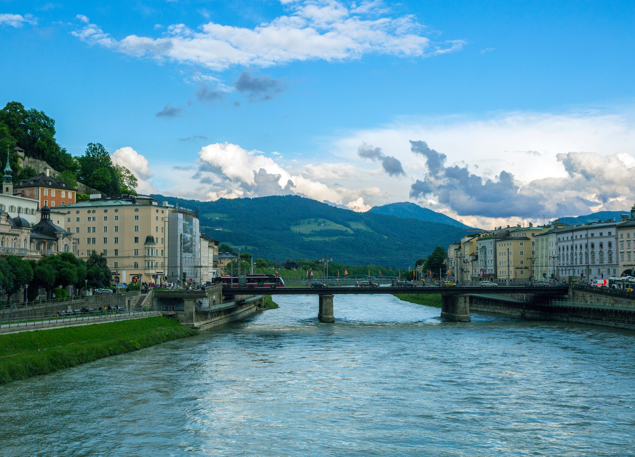 蓝叶忍冬 - 蚂蜂窝