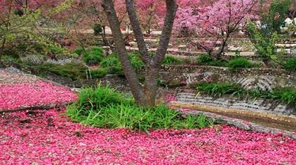 韶关浈江樱花公园门票