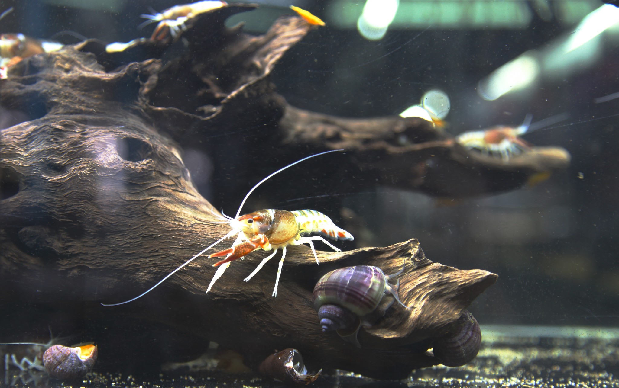水族有多少人口_北流隆盛镇有多少人口(3)