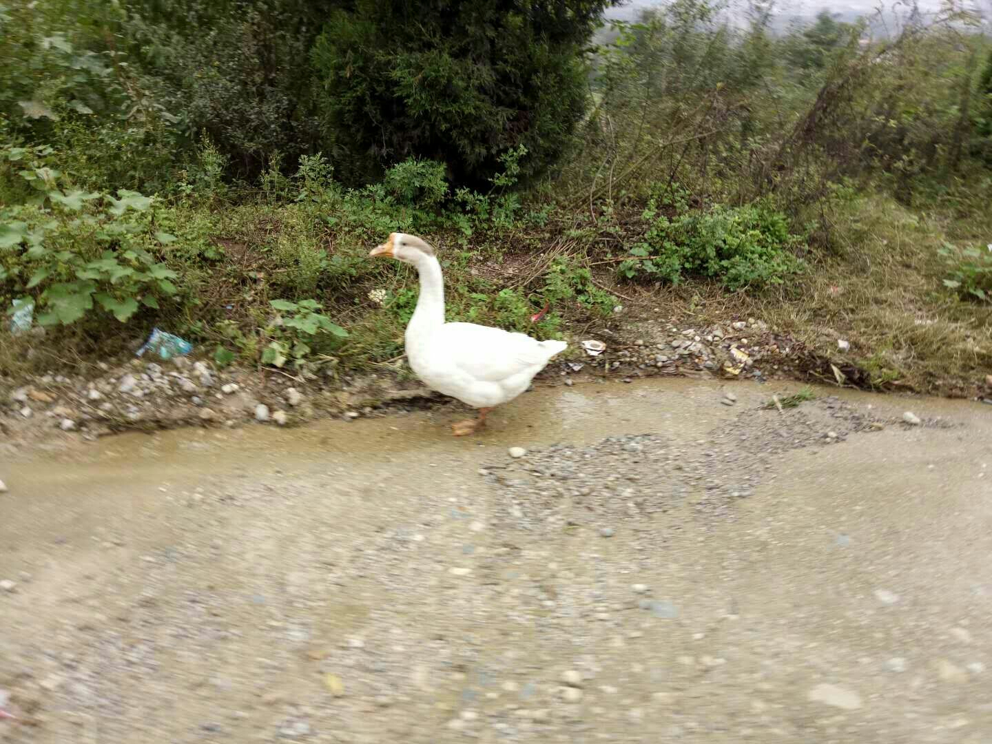 淅川:牛肉味和鸭叫声,吹进都市旅人的梦里