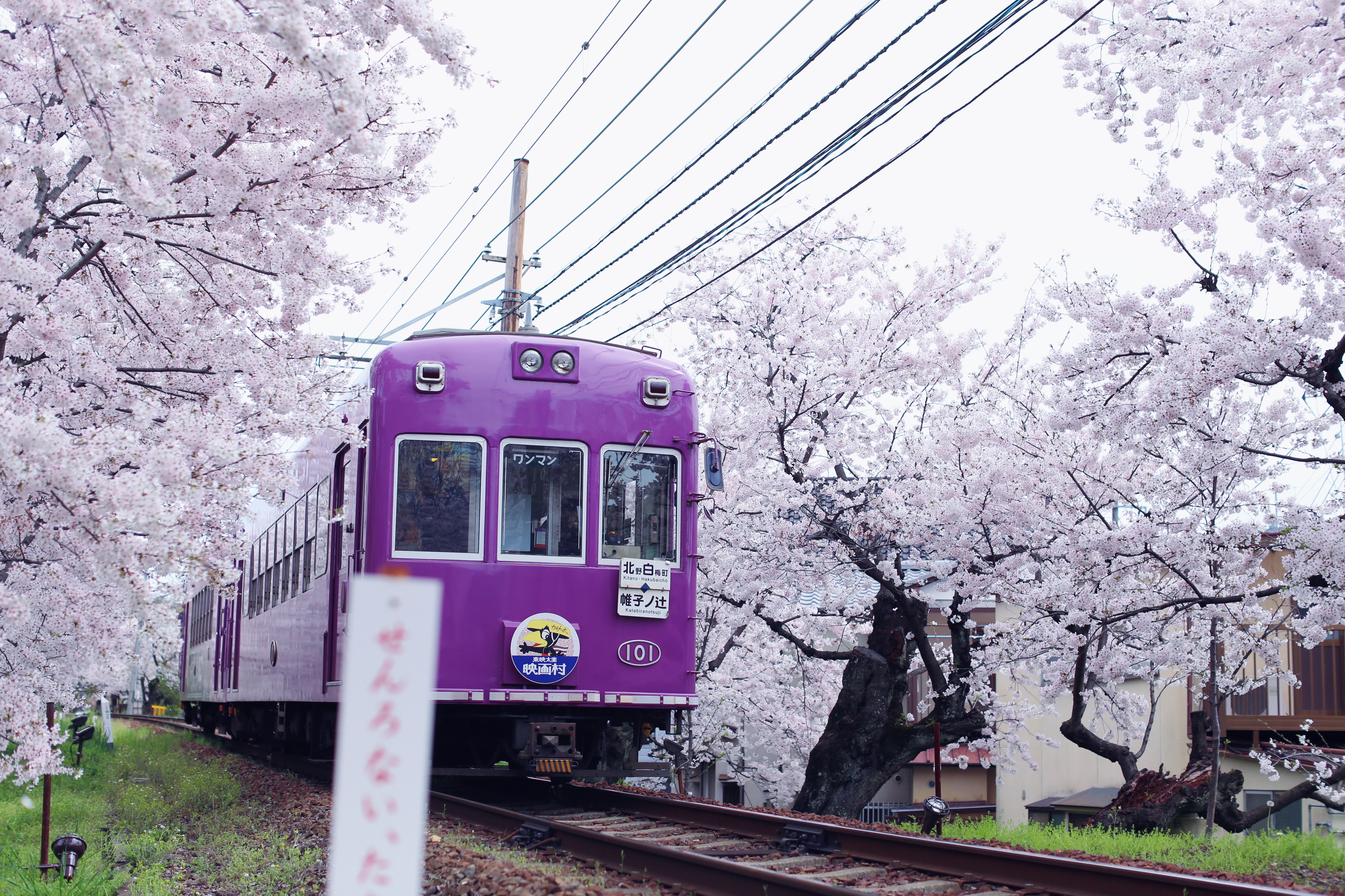 岚山樱花隧道在哪岚山樱花隧道怎么坐车与岚山小火车有什么差别