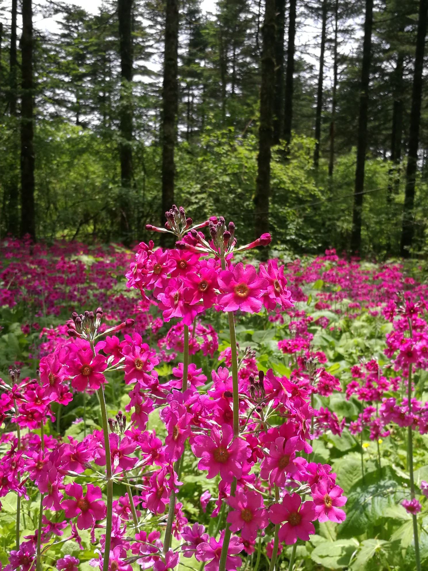 金口河瓦山湿地公园