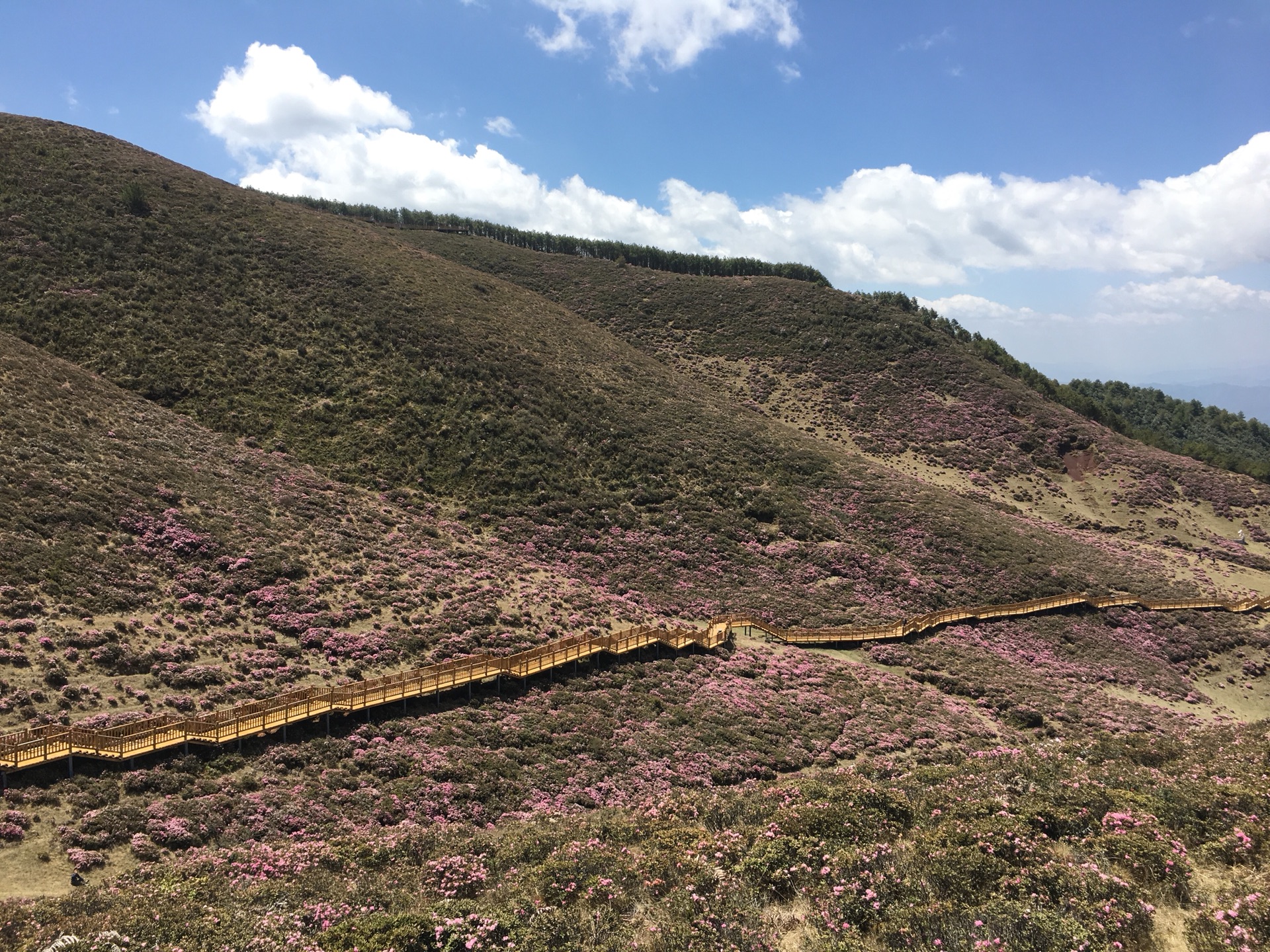 2018禄劝马鹿塘看花山