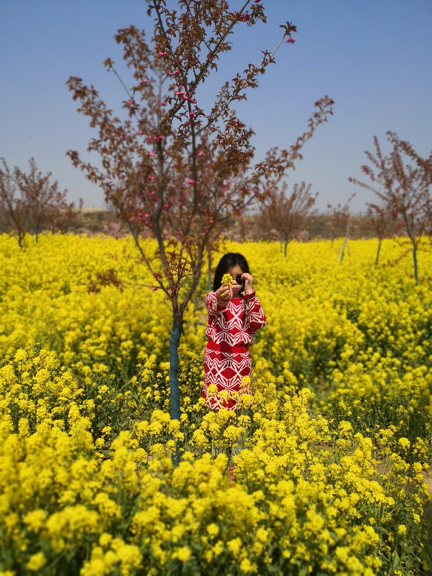 郑州=荥阳孤柏渡飞黄景区丰乐樱花园,荥阳旅游攻略