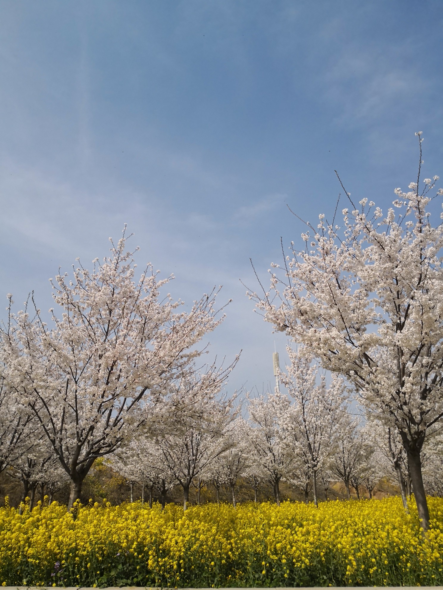 郑州=荥阳孤柏渡飞黄景区丰乐樱花园,荥阳旅游攻略