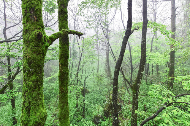 神机妙算刘伯温传说曲谱