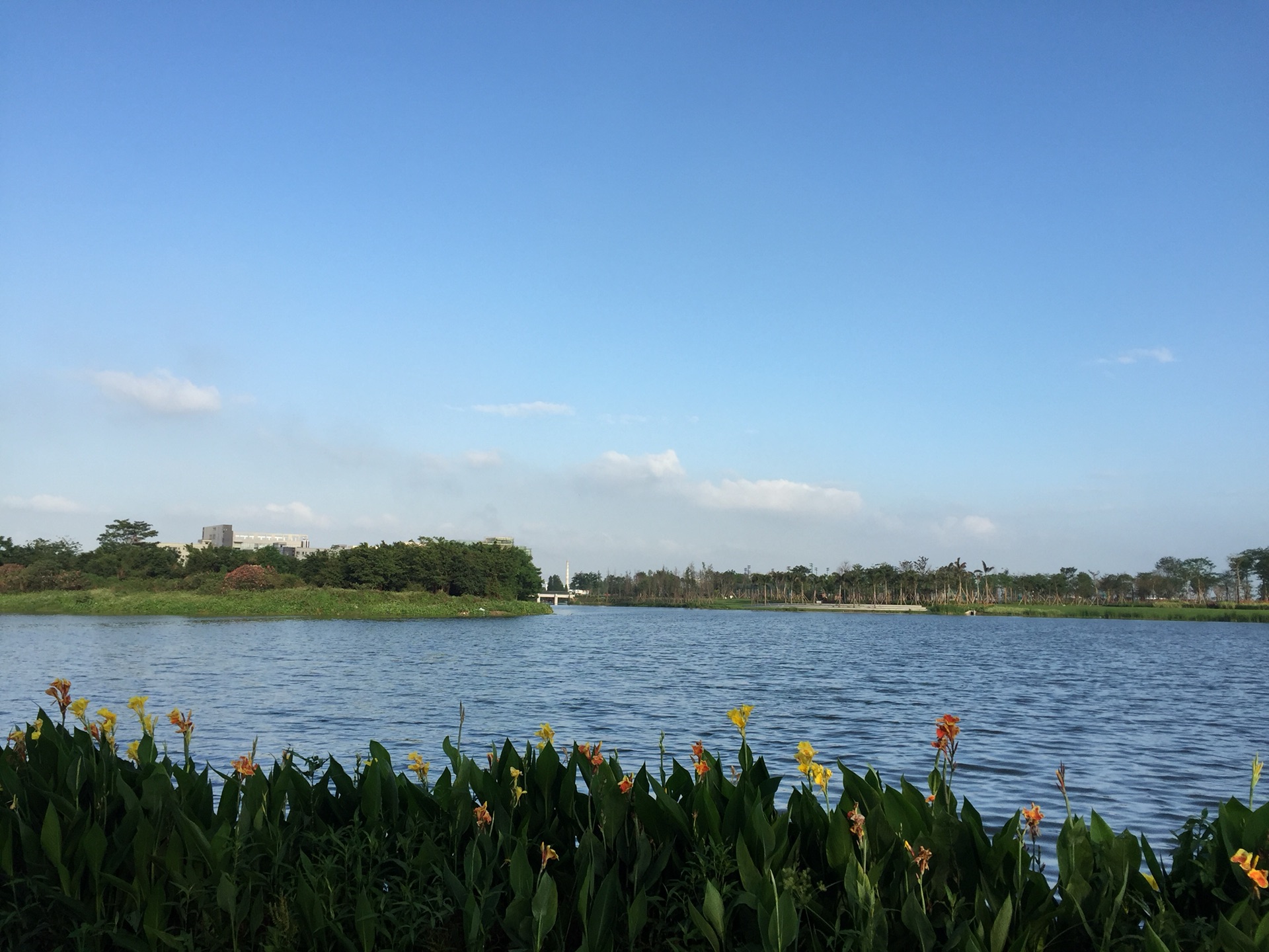 立夏树临风龙溪湖公园