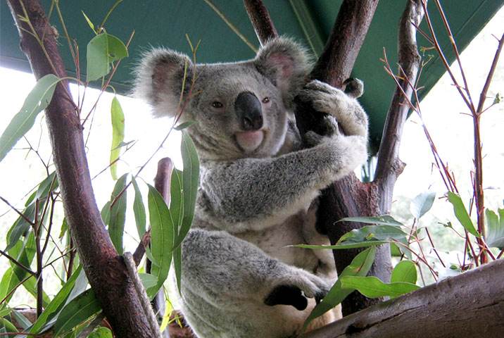 澳大利亚 澳洲动物园 australia zoo 门票