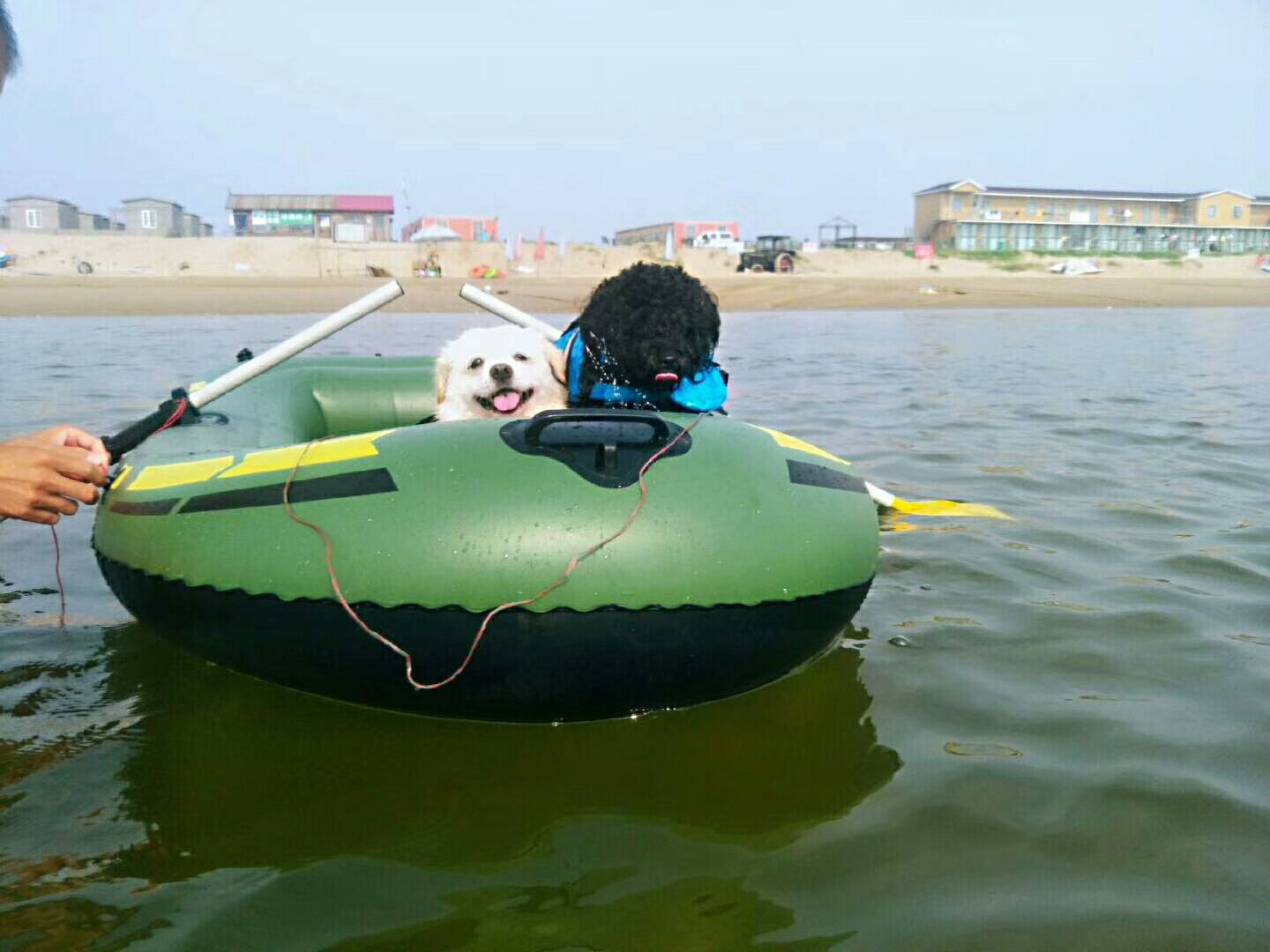 自驾海边,唐山出发,福来岛,狗狗的乐园