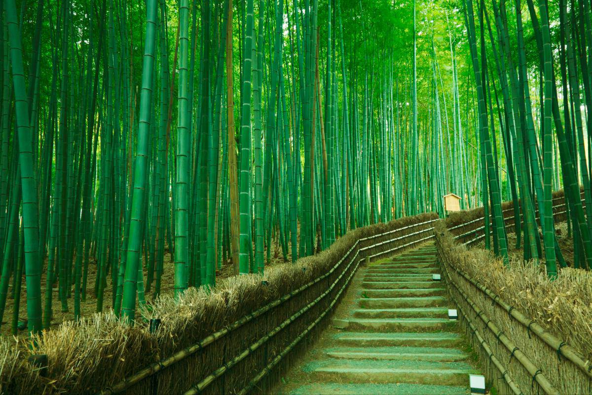 游玩之地,春樱秋枫,翠柏挺立,碧波涟涟,渡月桥,天龙寺,嵯峨野竹林小径