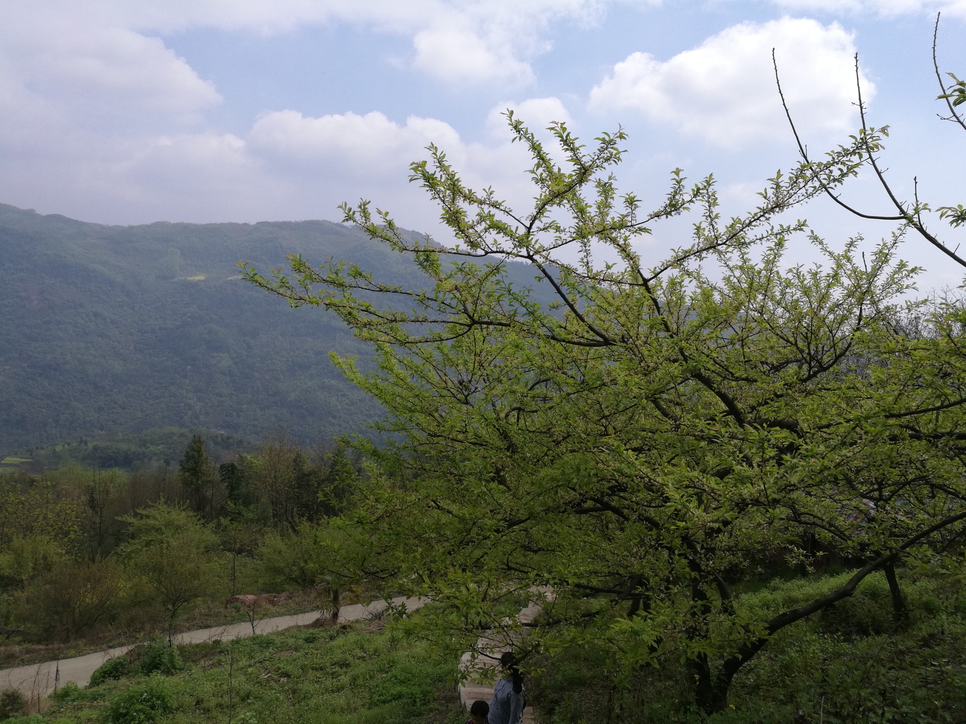 大美大坪山大坪村,大邑旅游攻略 - 马蜂窝