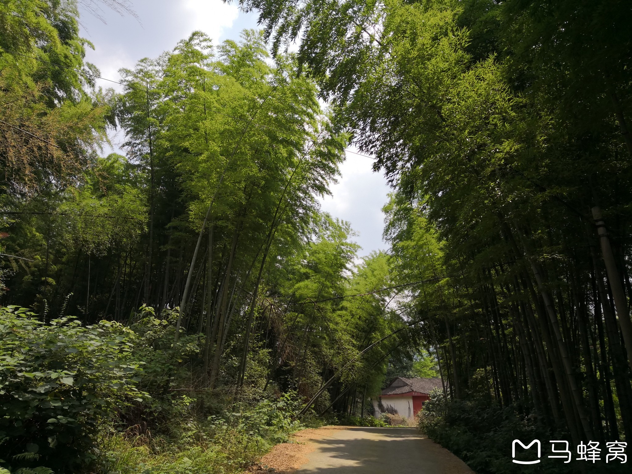 湖北咸宁的"星星竹海"旅游景区