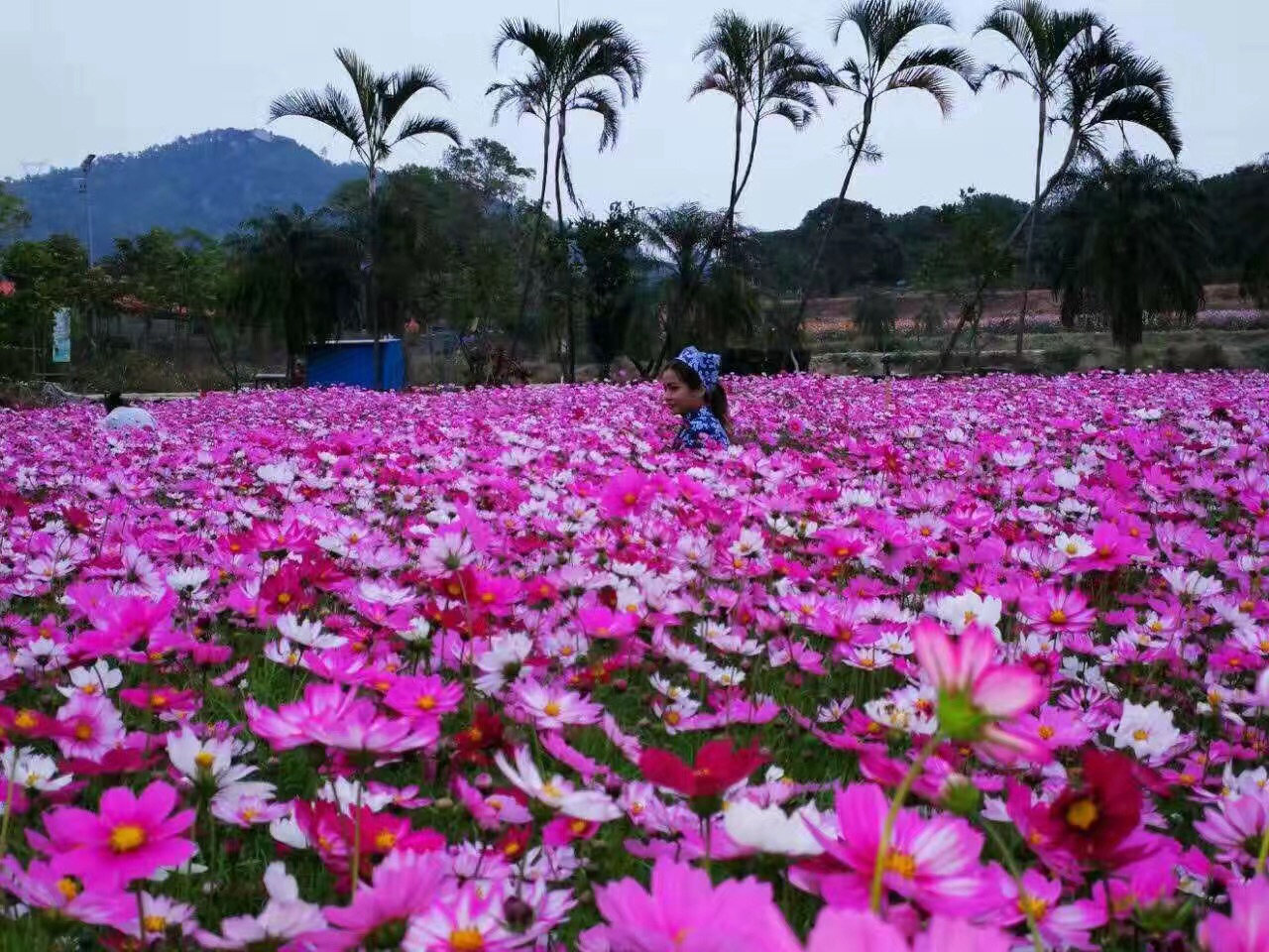 深圳春游赏花好去处,来南澳美丽乡村欣赏油菜花,樱花