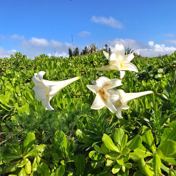 纯干货又来了!冲绳亲子游攻略