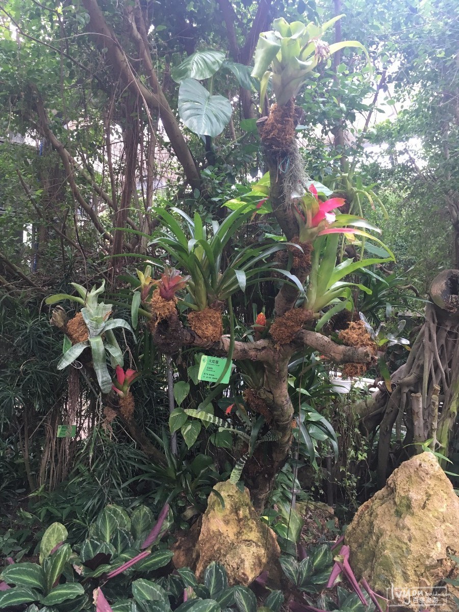 树巢猜成语_看图猜成语(3)