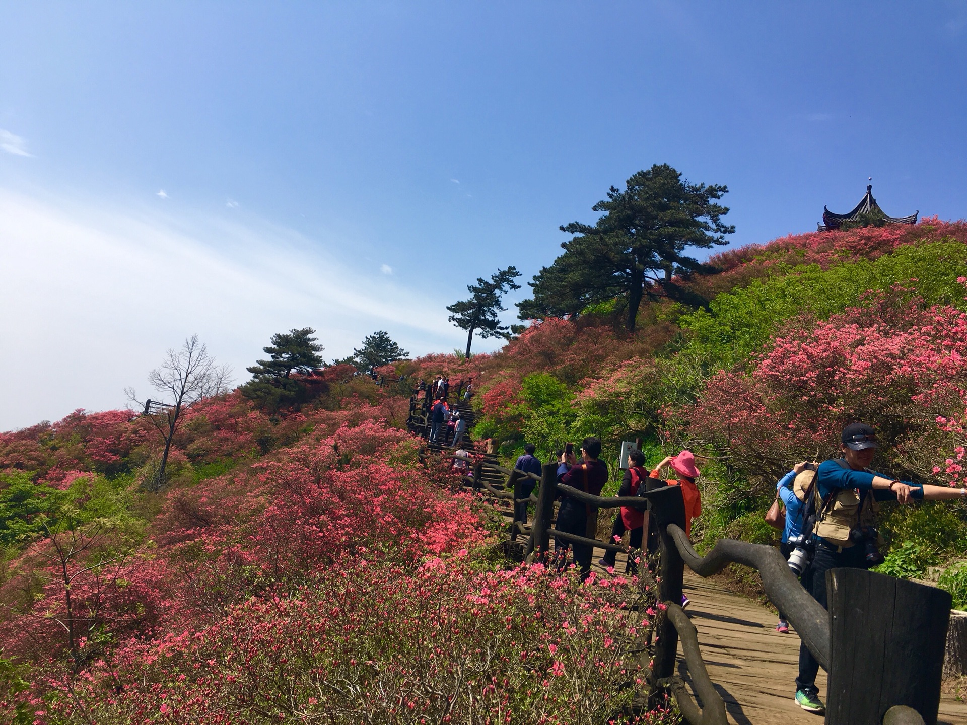 挺进大别山,龟峰赏杜鹃(含交通攻略及大量美图),麻城