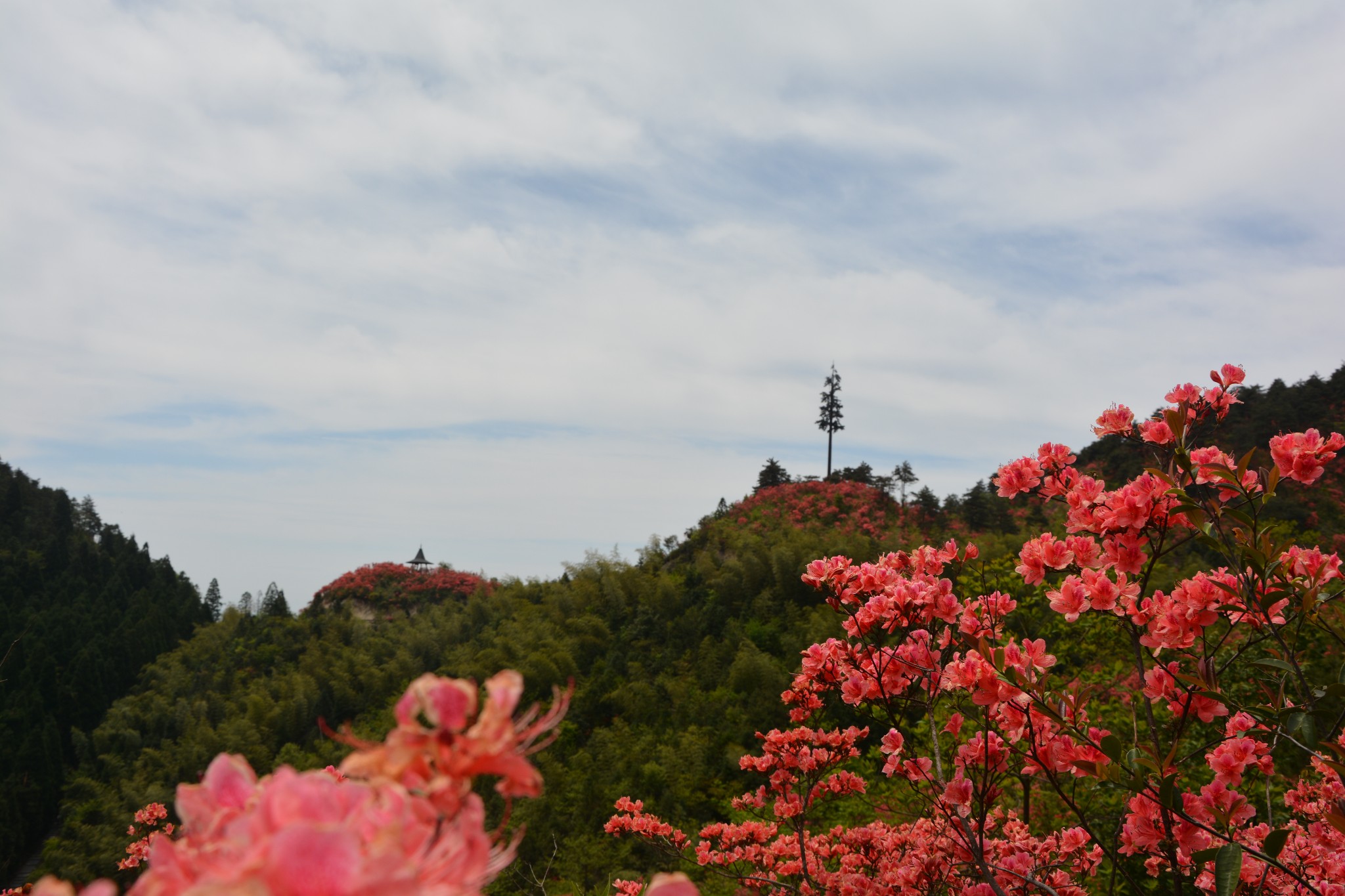 磐安高二乡高姥山浙中杜鹃谷