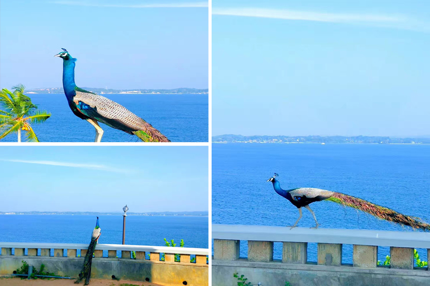 超全斯里兰卡攻略，一张表告诉你24个景点怎么选