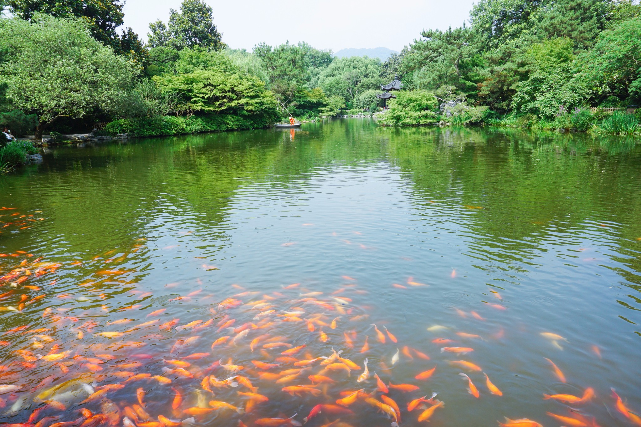 花港观鱼位于西湖南面,曾是南宋官员的私家花园,如今位列"西湖十景"