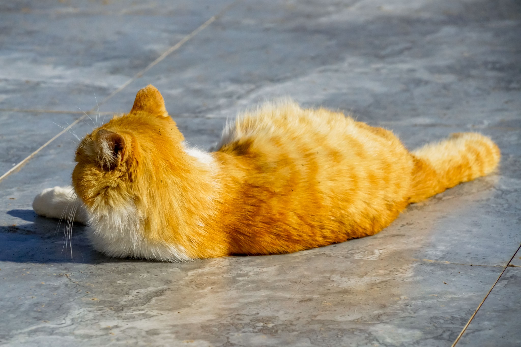 慵懒的小猫在晒太阳,好可爱的翻来翻去