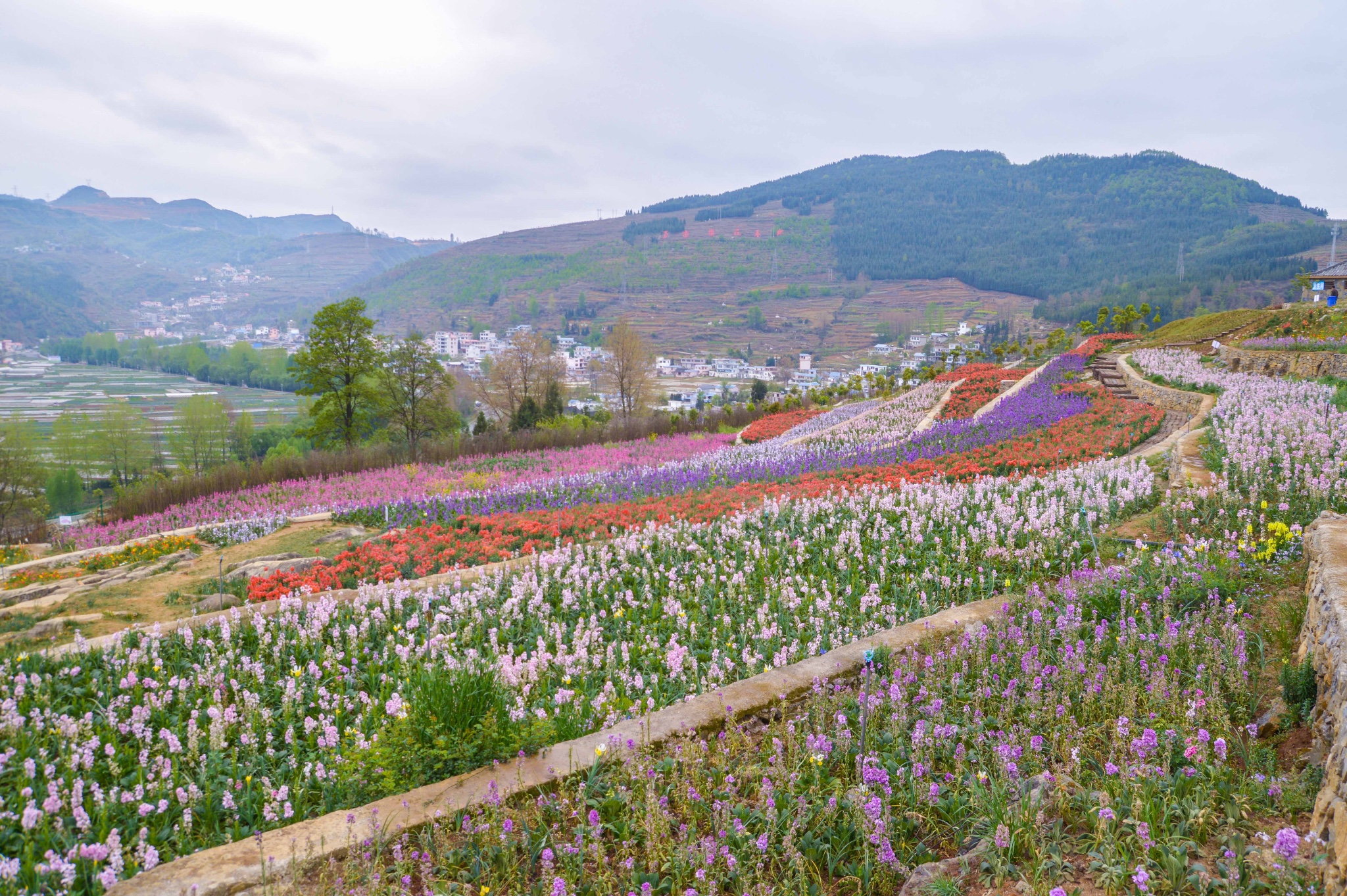 六盘水大河堡凉都花海      