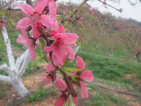 三月三,去赏花(赣州信丰县城绕大塘、坪石骑
