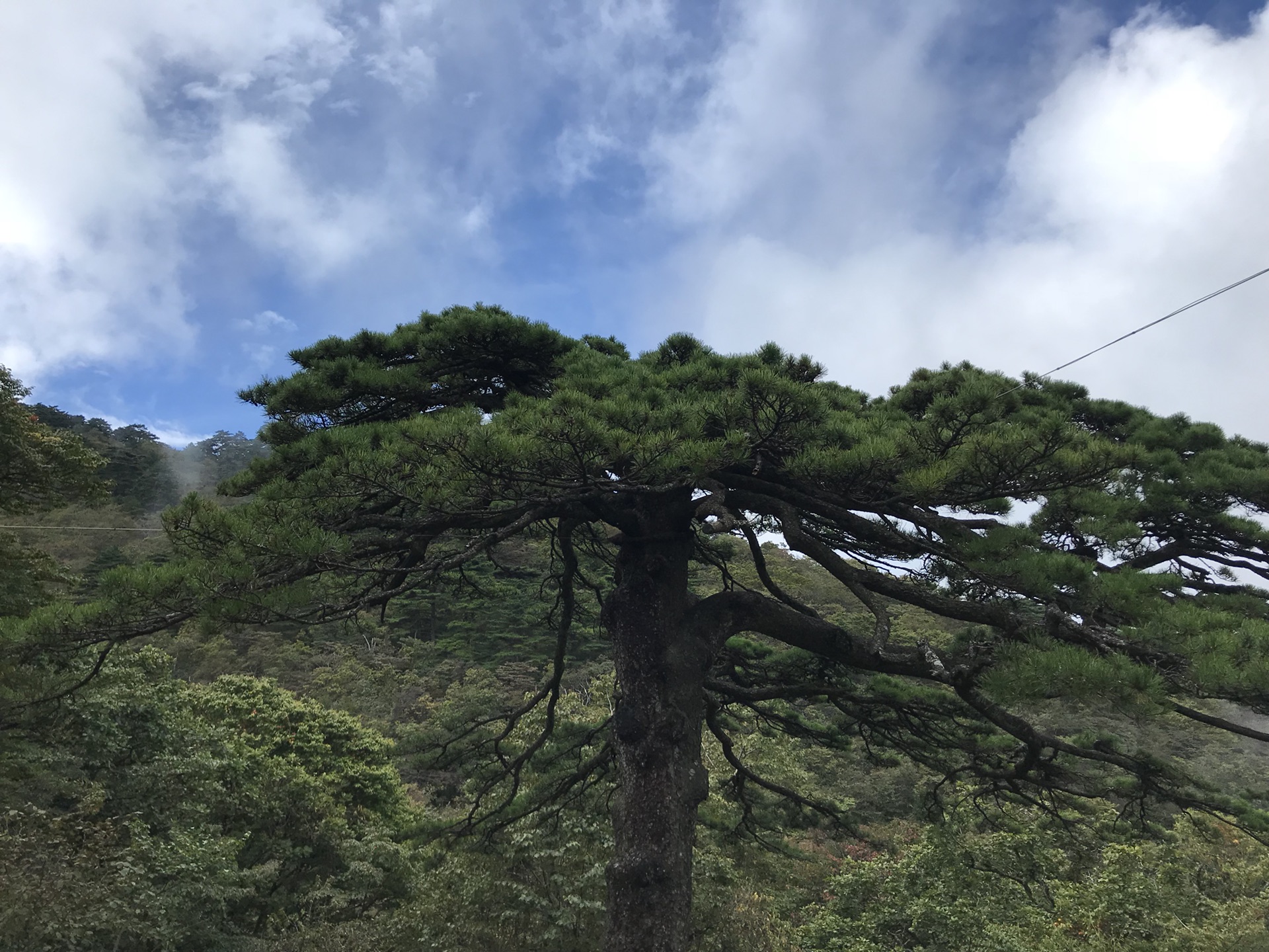 黑虎松          