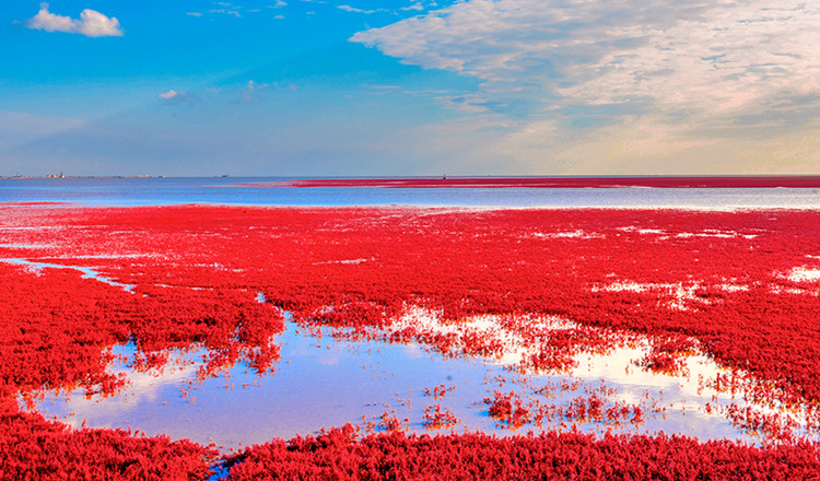 红海滩国家风景廊道全长18公里被誉为"世界红色海岸线" 依托浩瀚的绿