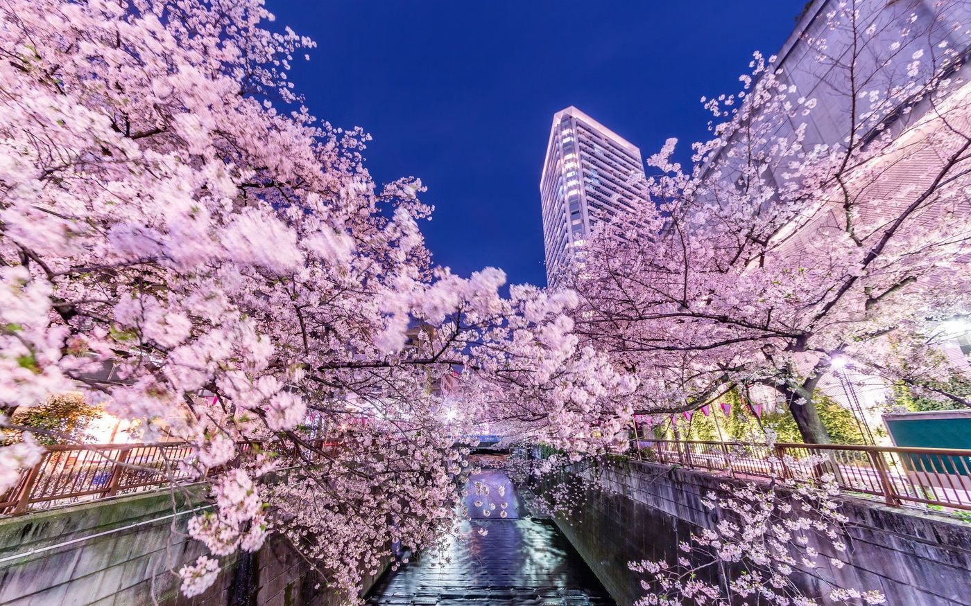 日本东京 樱花季夜樱大赏一日游(豪徳寺 新宿御苑 夜樱圣地目黑川 下