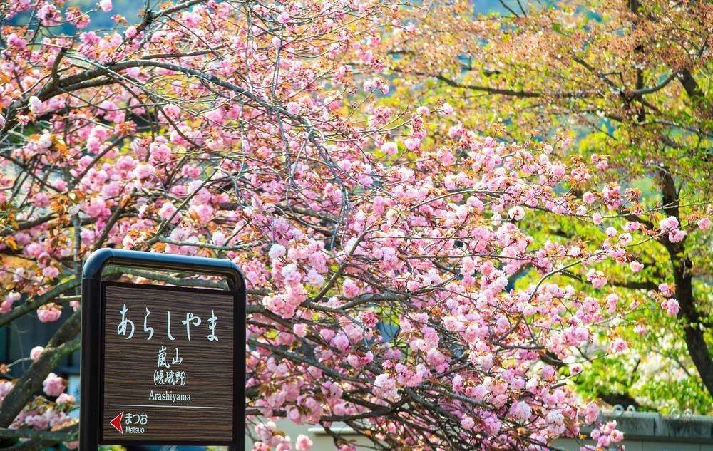 樱花隧道·京都岚山追樱一日游(樱花祭限定 哲学之道