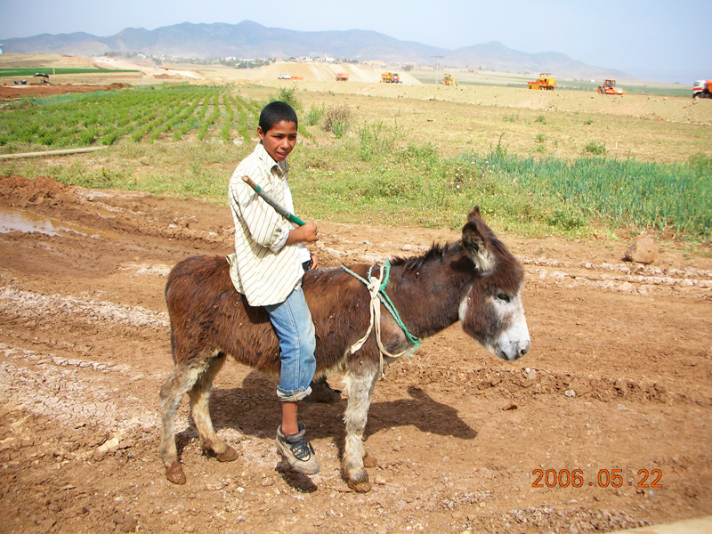 2006年,阿尔及利亚骑毛驴的小男孩毛驴在阿尔及利亚是重要的交通工具