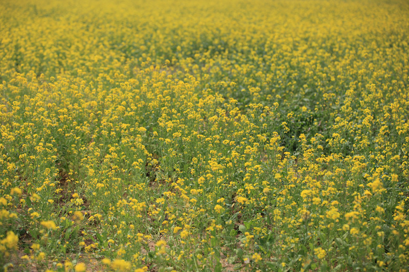 2018北京看油菜花去哪里,北京油菜花观赏地