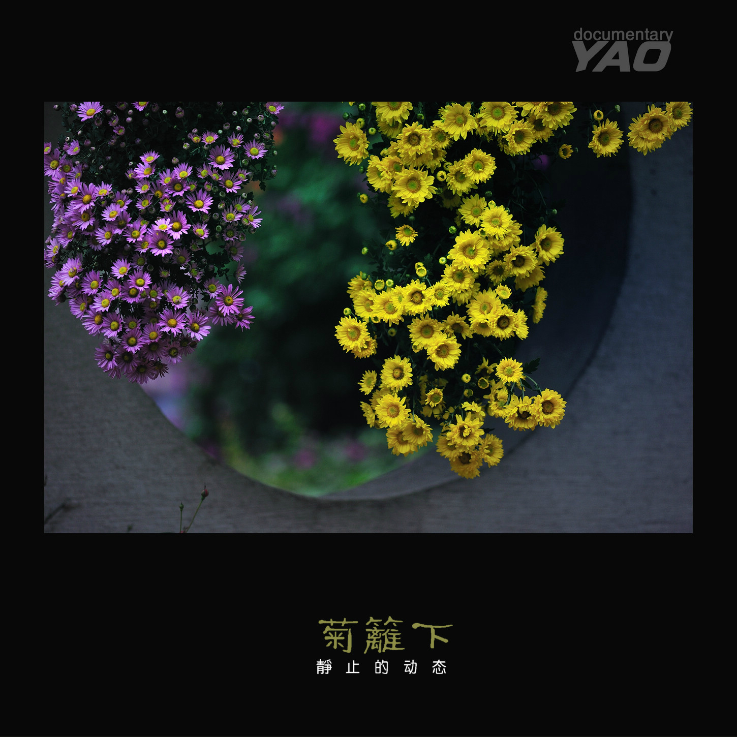 【菊篱下】静止的动态