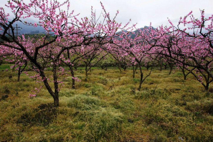 桃花开在九峰,九峰桃花节