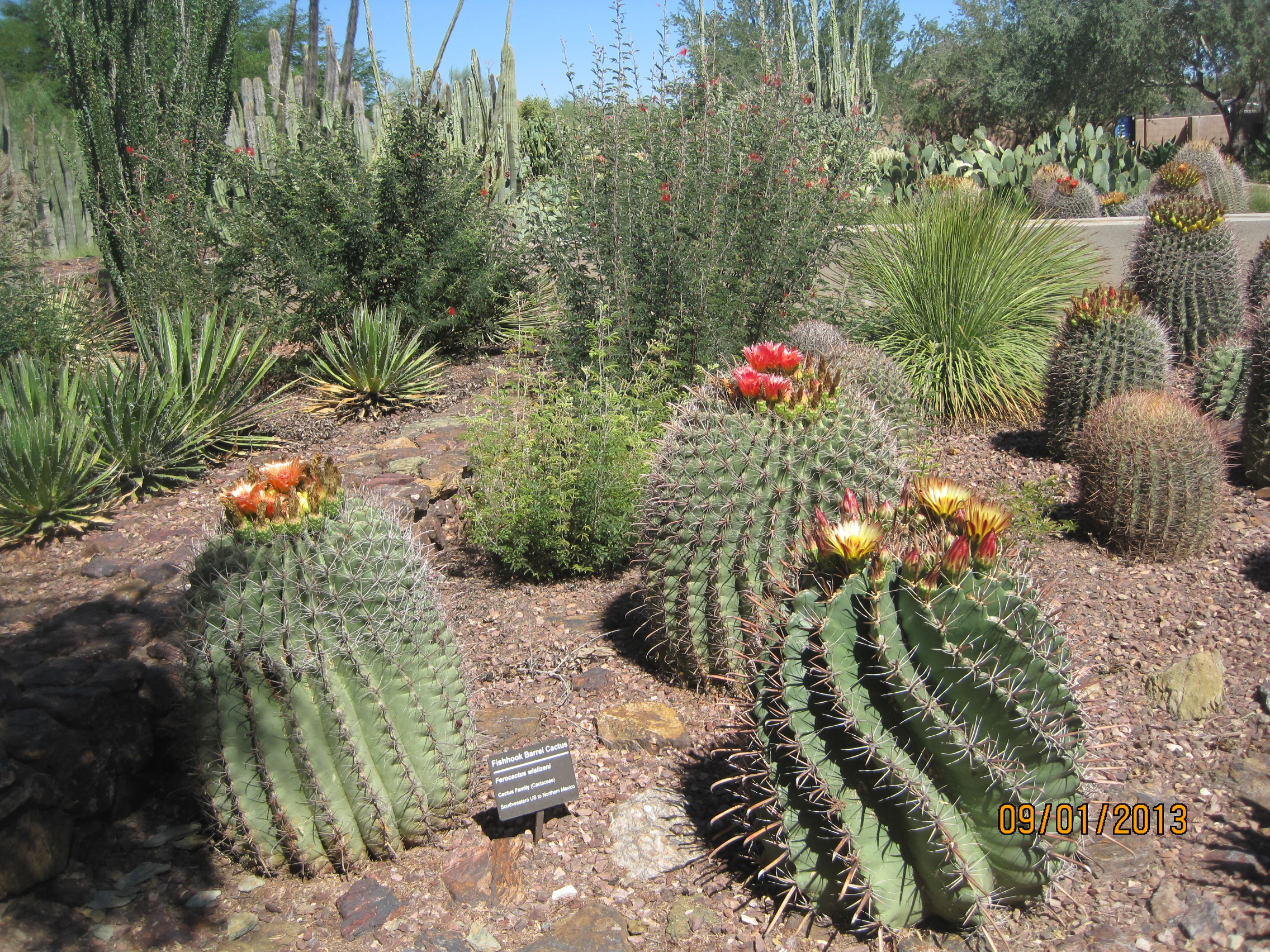 条点评 沙漠植物园desert botanical garden 