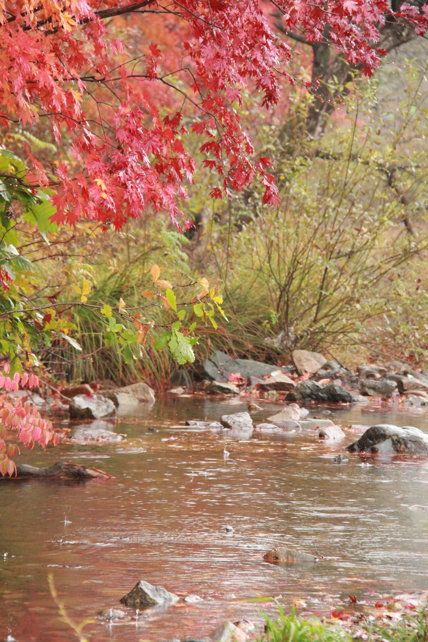 追逐一缕枫情--本溪、青山沟、天桥沟