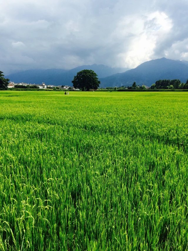 5,海舌公园稻田 绿油油一片,充满了洪荒之力.