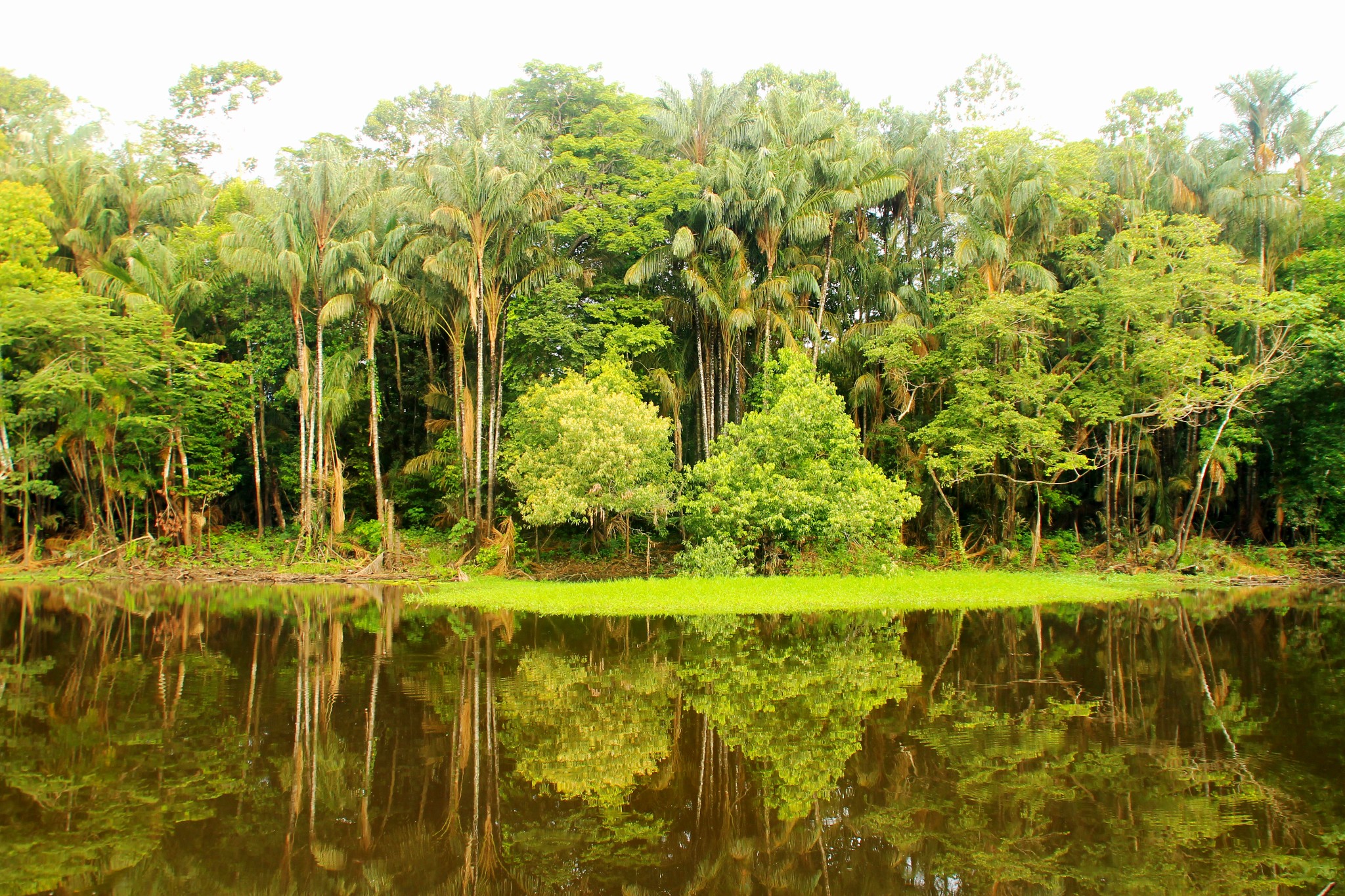巴西丛林 马蜂窝