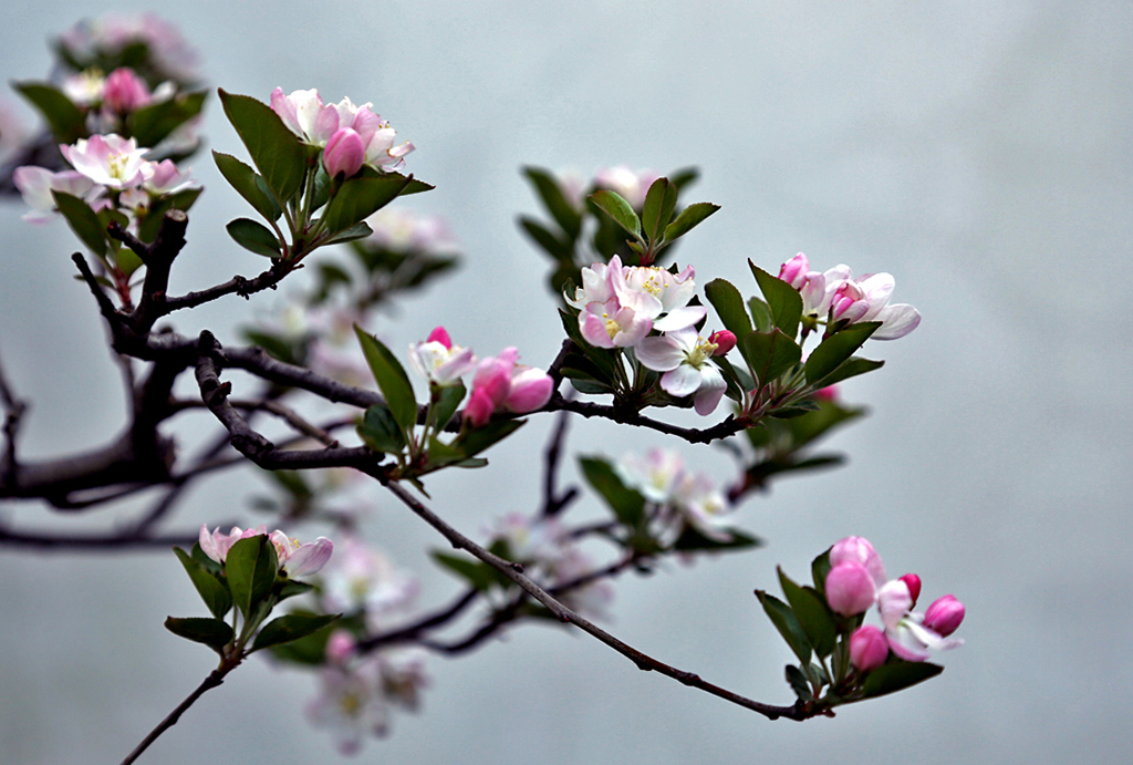 春天的花——福建 苏州 北京 蔚县