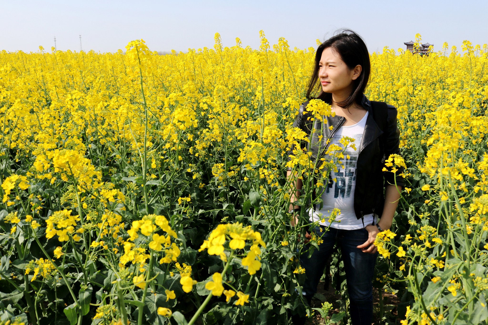 【那一片花开成海洋】扬州,缸顾千岛油菜花