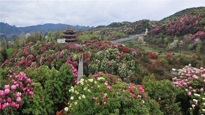 毕节百里杜鹃风景区门票