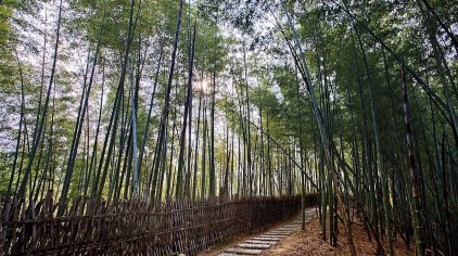 宁波浙东大竹海景区门票