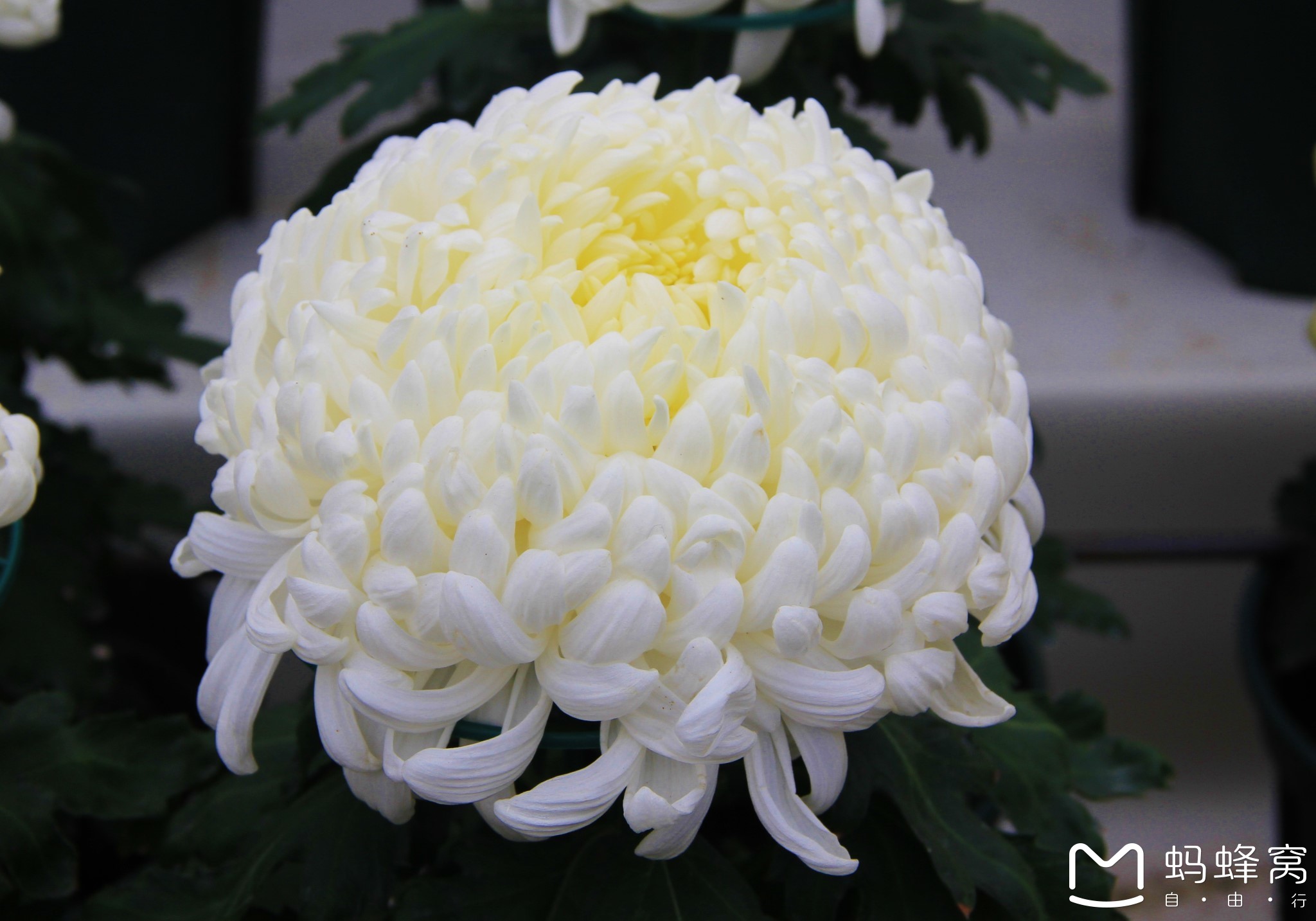 士林官邸点评-士林区旅游攻略-蚂蜂窝